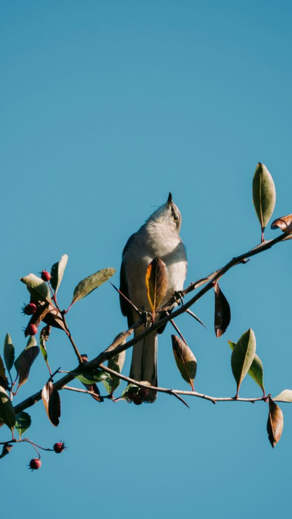 Everything I Need to Know I Learned from To Kill a Mockingbird